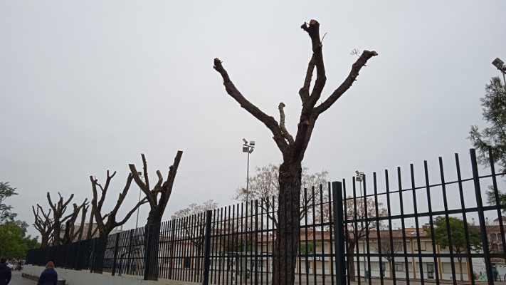 Ecologistas en Acción y la Plataforma en defensa del árbol de Córdoba